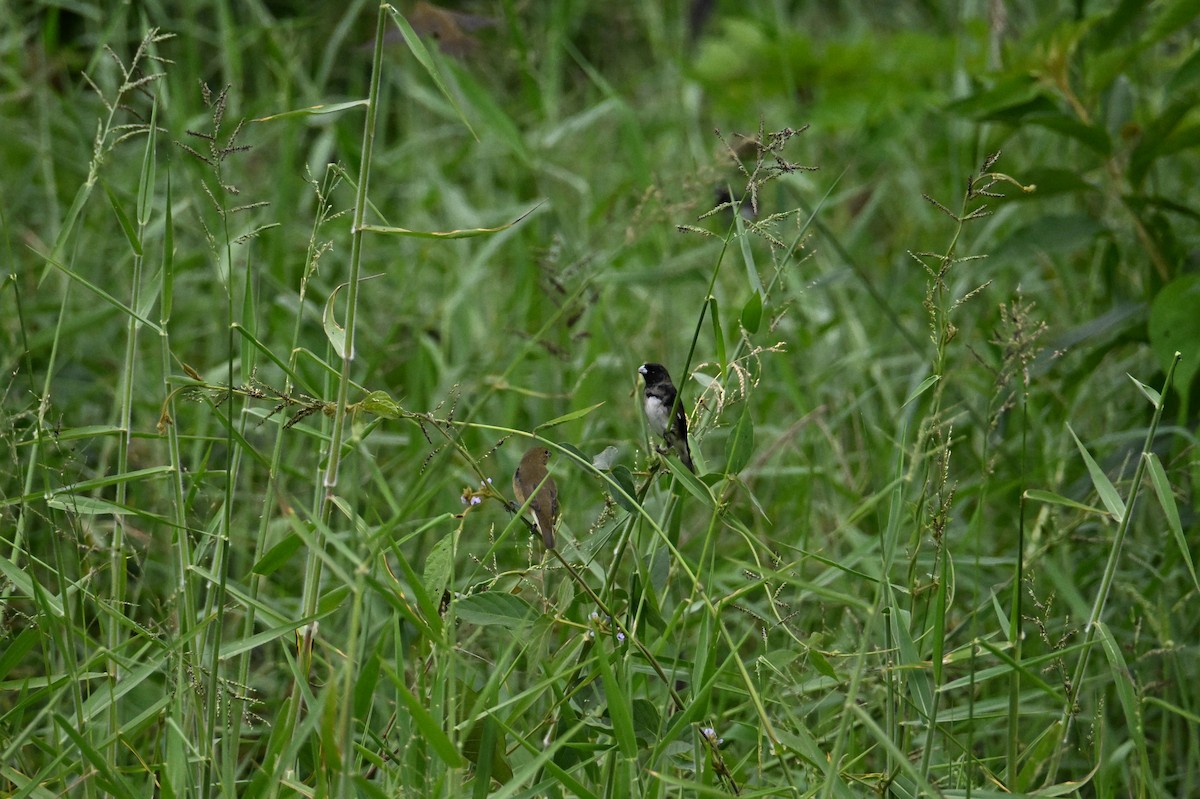 Black-and-white Seedeater - ML641706477