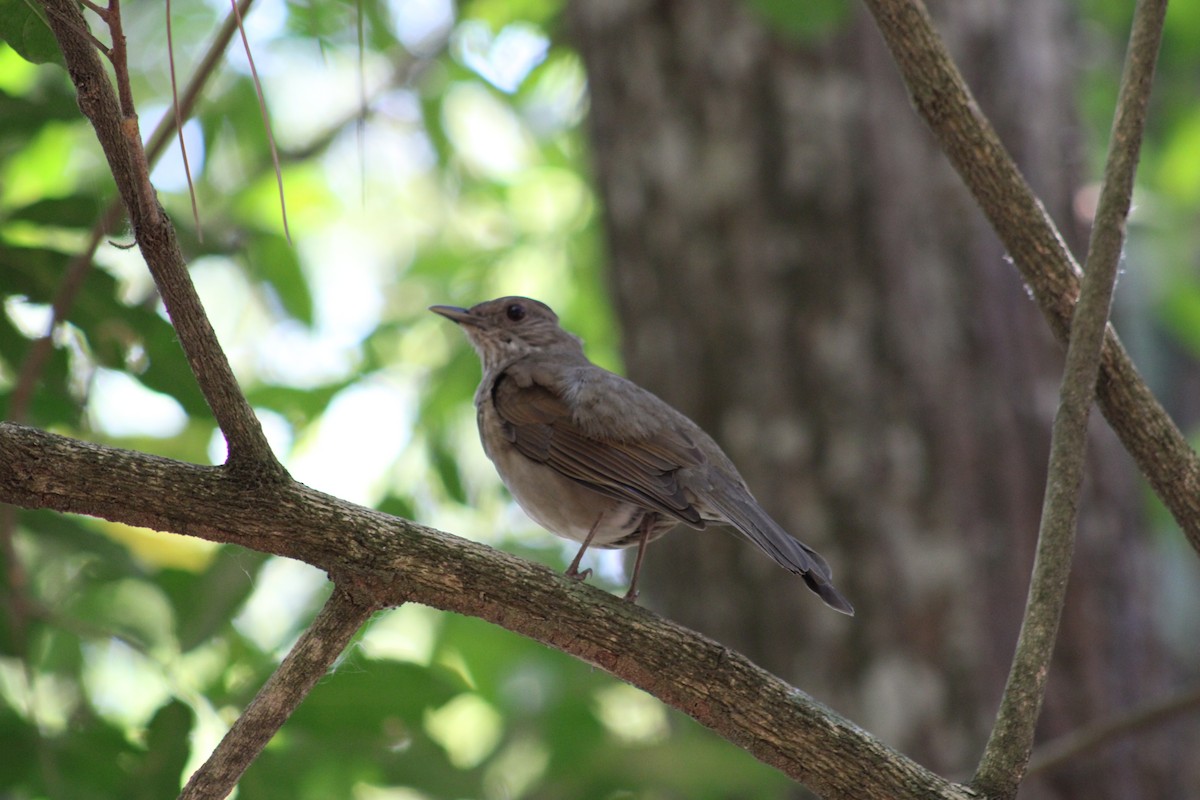 Pale-breasted Thrush - ML641706507