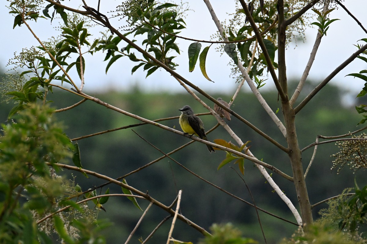 Tropical Kingbird - ML641706520