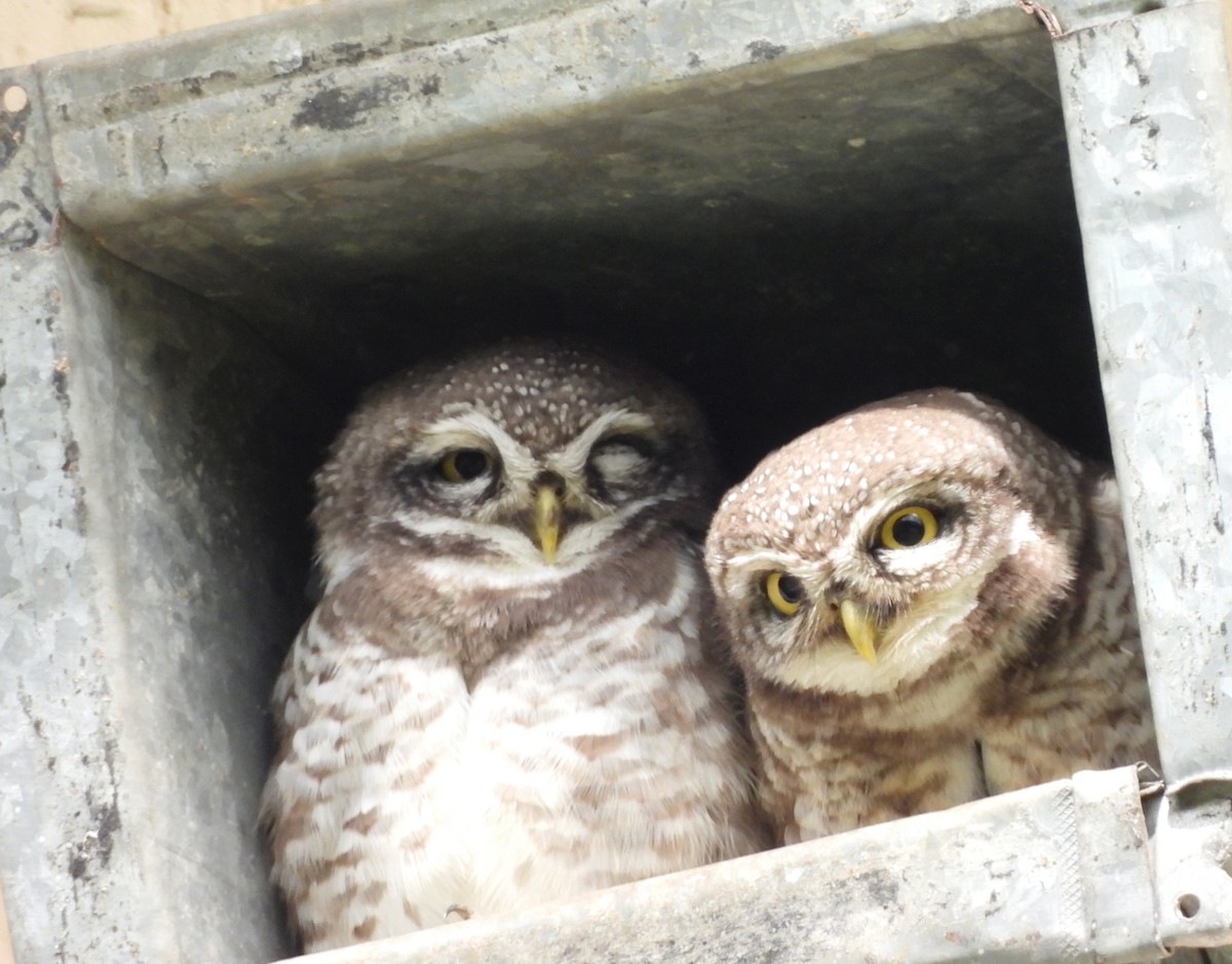 Spotted Owlet - ML641706606