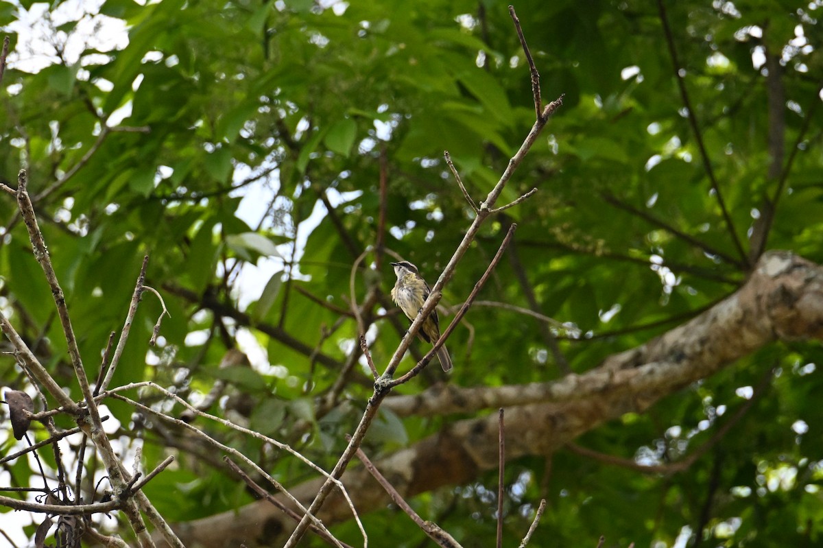 Piratic Flycatcher - ML641706616