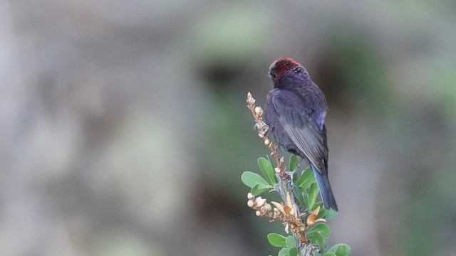 Varied Bunting - ML641706637