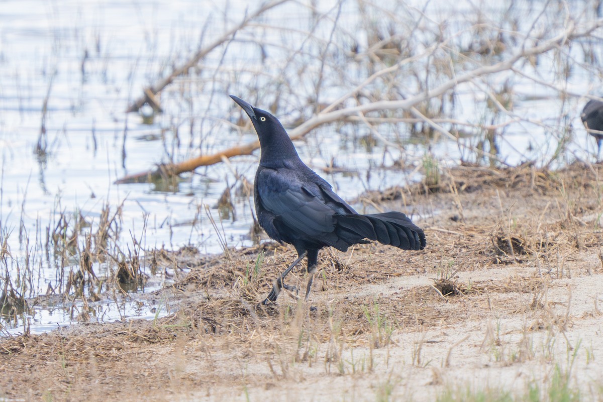 Great-tailed Grackle - ML641706655