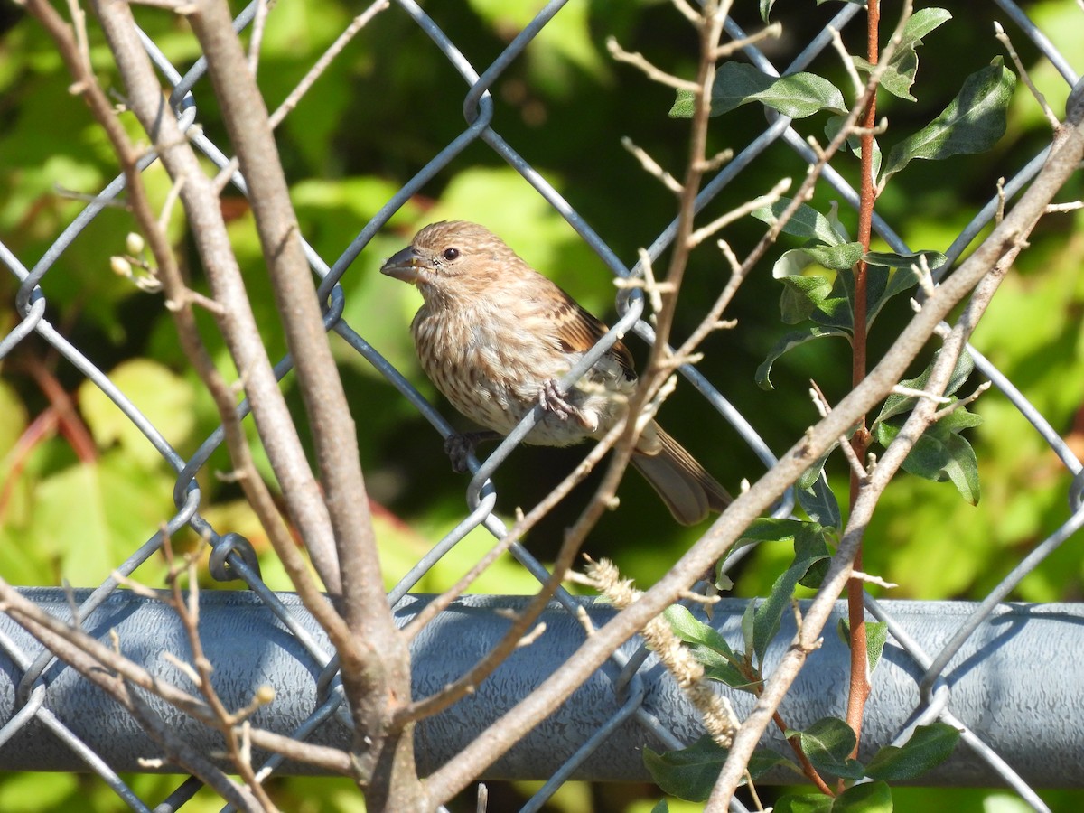 House Finch - ML641706690