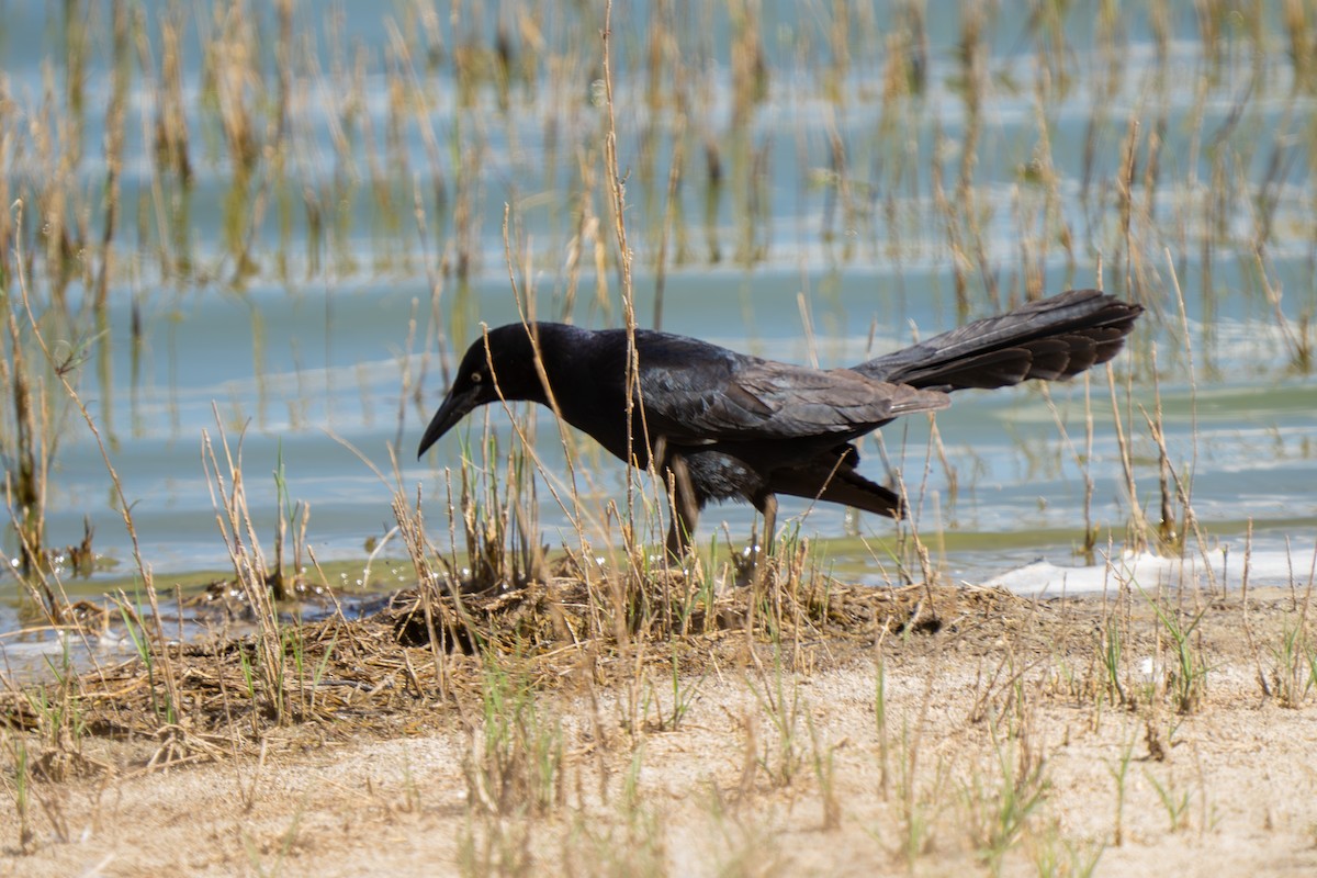 Great-tailed Grackle - ML641706708