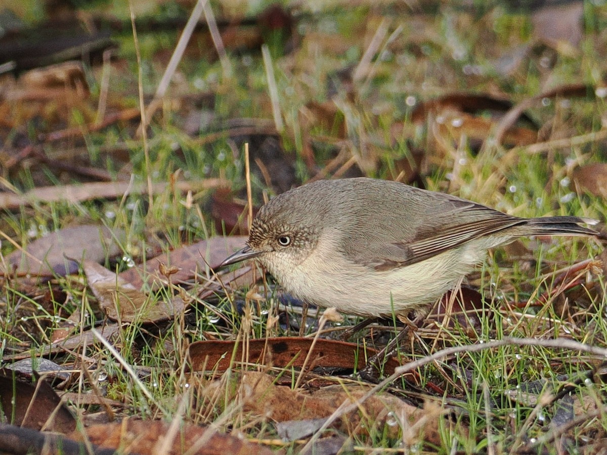 Western Thornbill - ML641706796