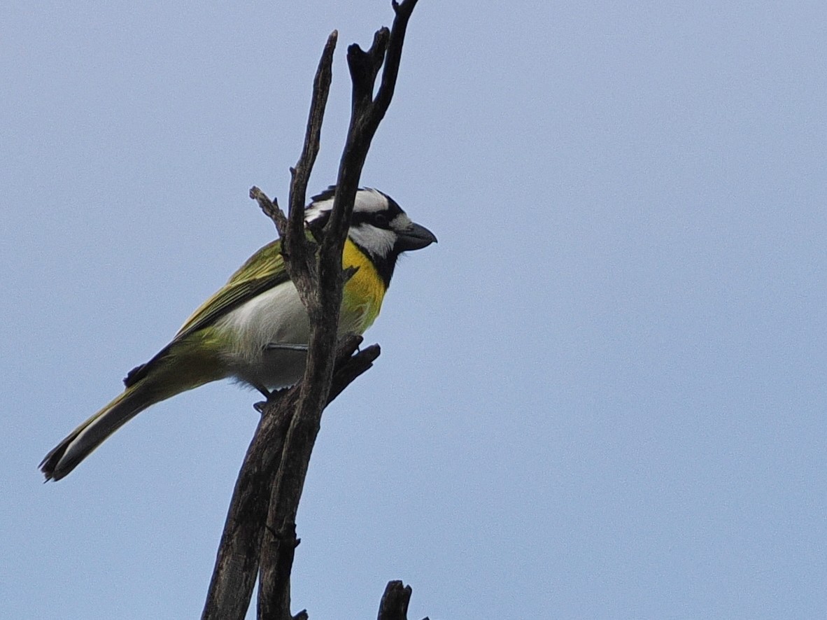 Western Shrike-tit - ML641706855