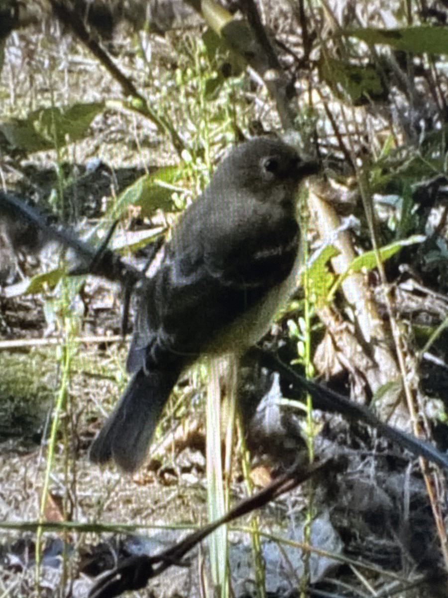 Cassin's Vireo - ML641706879