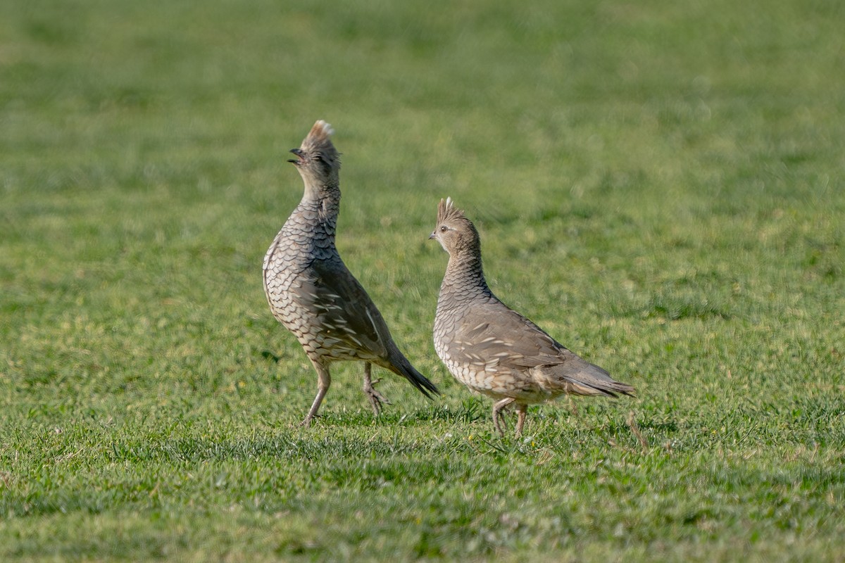 Scaled Quail - ML641706897