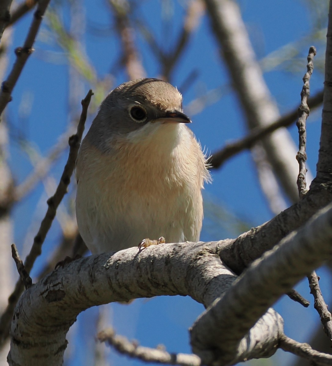 Western Subalpine Warbler - ML641706909