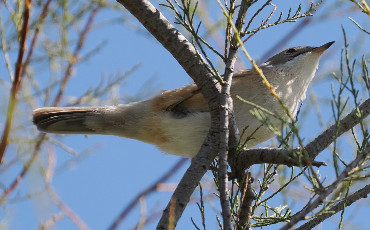 Western Subalpine Warbler - ML641706911