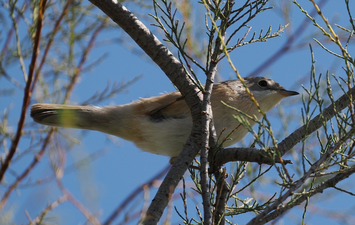 Western Subalpine Warbler - ML641706912
