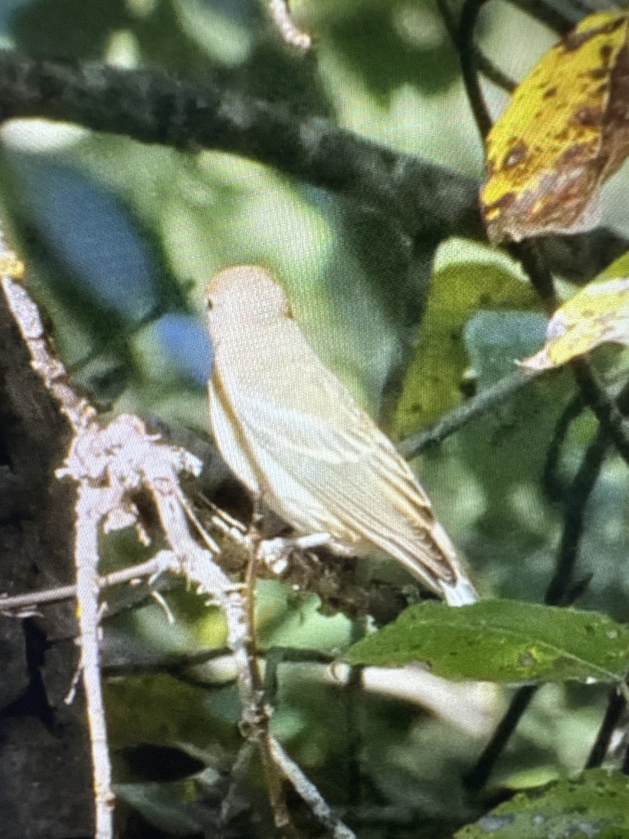 Passerin azuré - ML641706927