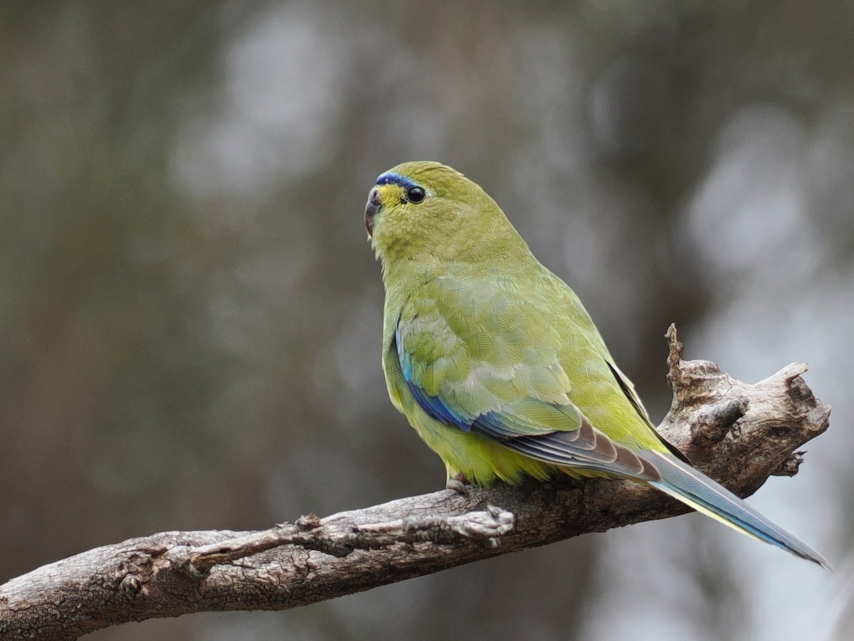 Elegant Parrot - ML641706992