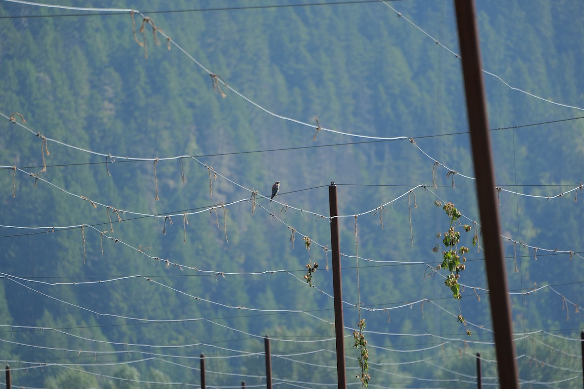 American Kestrel - ML641707011