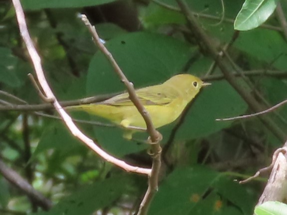 Yellow Warbler (Northern) - ML641707017