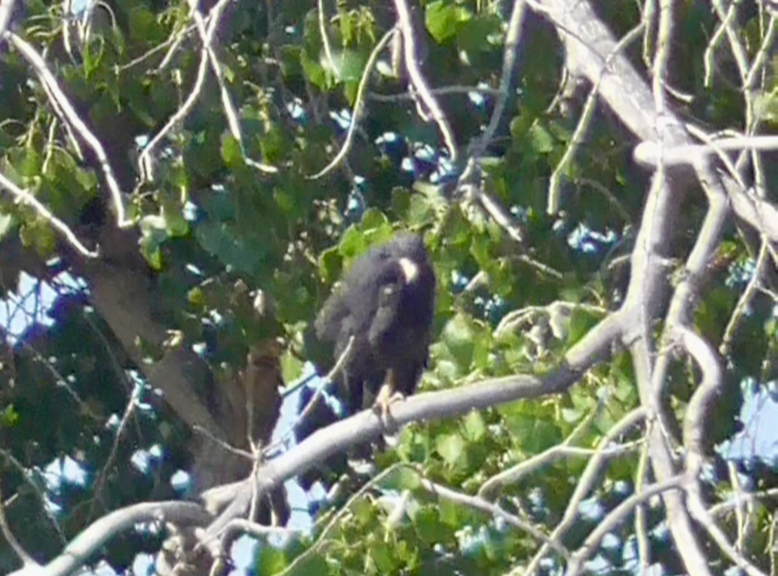 Common Black Hawk - ML641707022