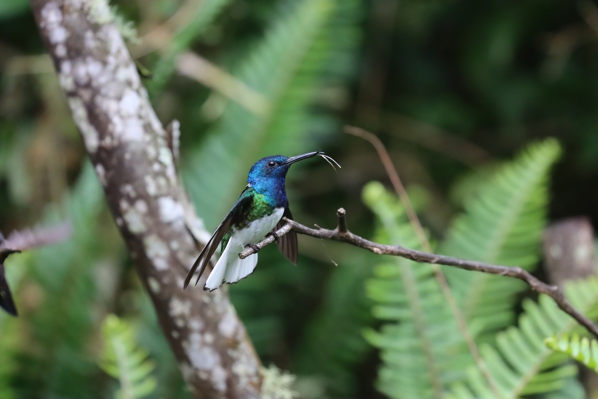 White-necked Jacobin - ML641707078