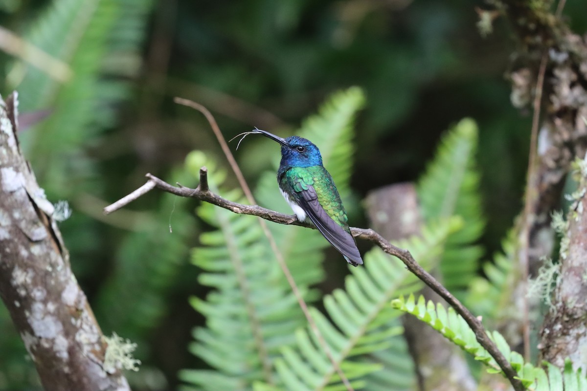 White-necked Jacobin - ML641707079