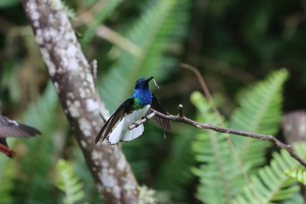 White-necked Jacobin - ML641707080