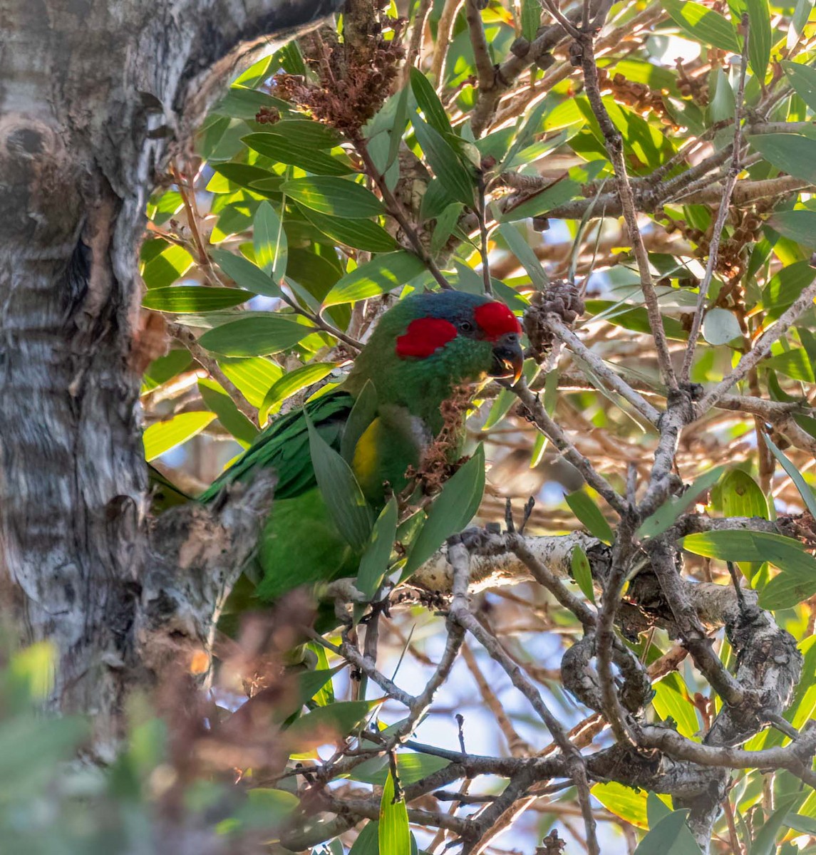 Musk Lorikeet - ML641707161
