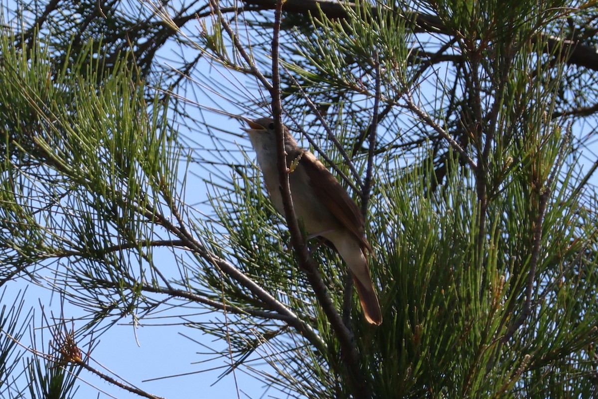 Common Nightingale (megarhynchos/africana) - ML641707162