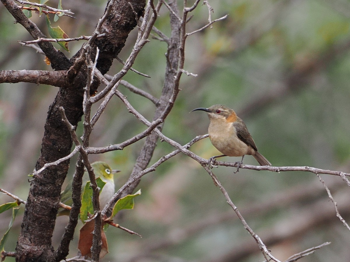 Western Spinebill - ML641707202