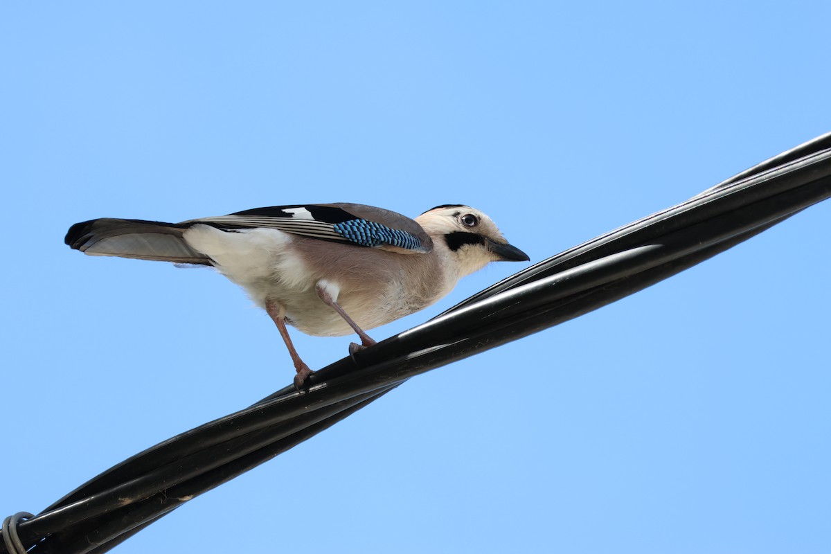 Eurasian Jay (Black-capped) - ML641707268