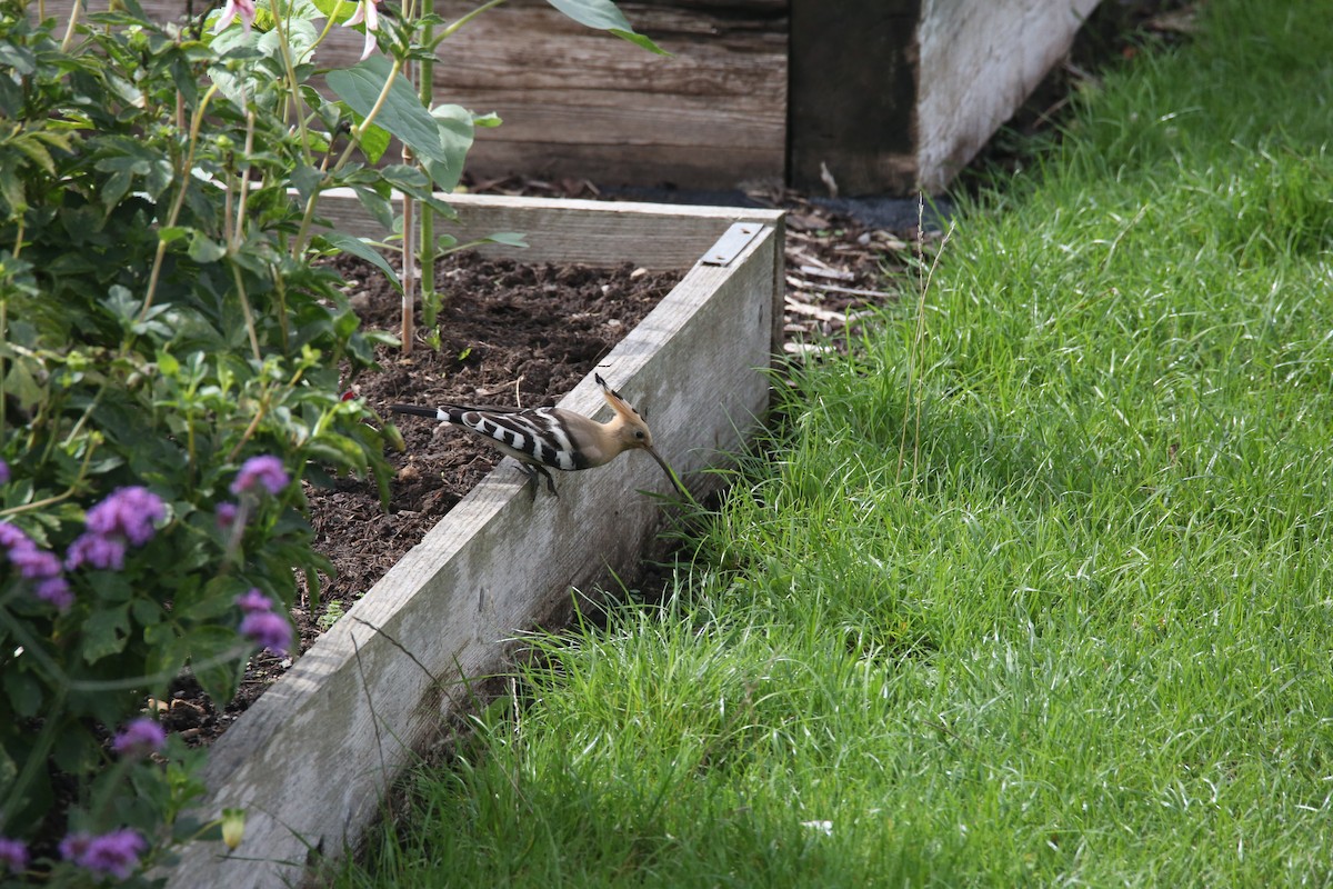 Eurasian Hoopoe - ML641707359