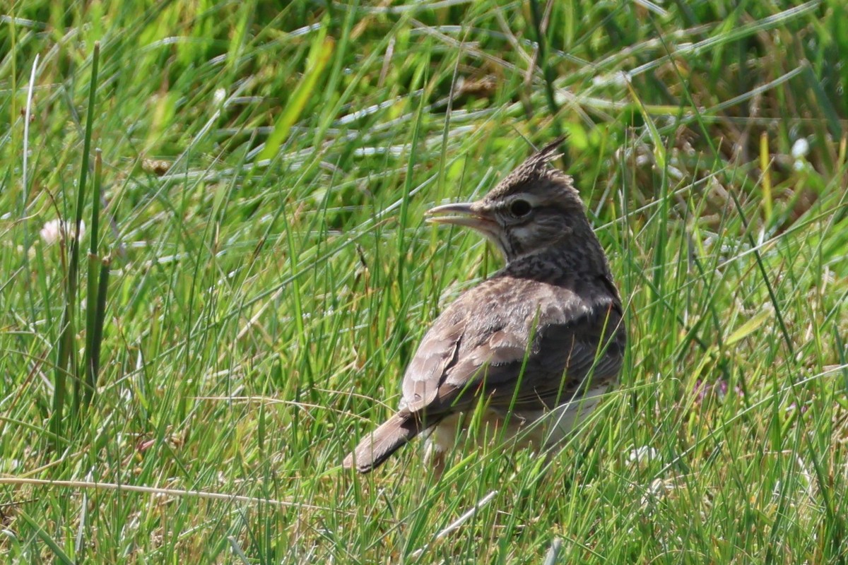Crested Lark (Crested) - ML641707372