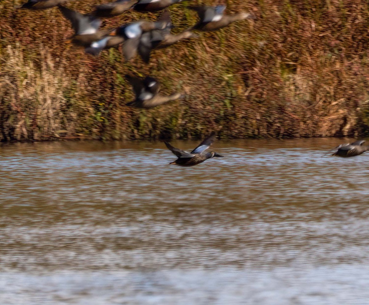 Canard bridé - ML641707373