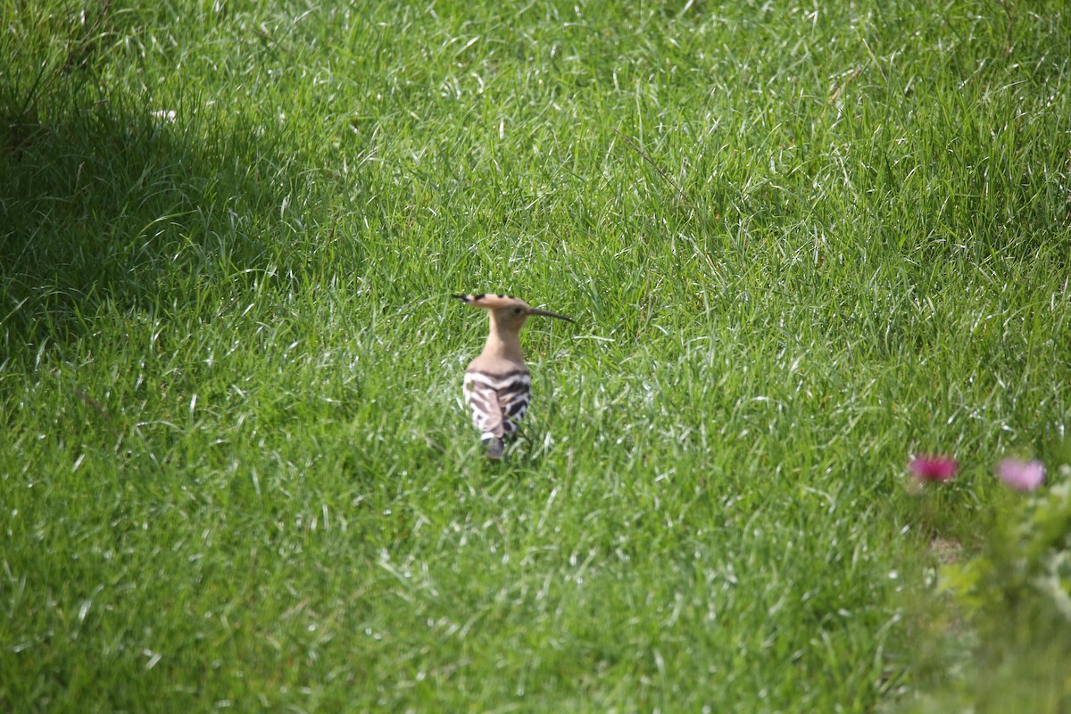Eurasian Hoopoe - ML641707431
