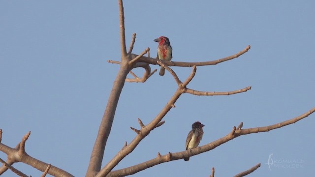 Vieillot's Barbet - ML641707530