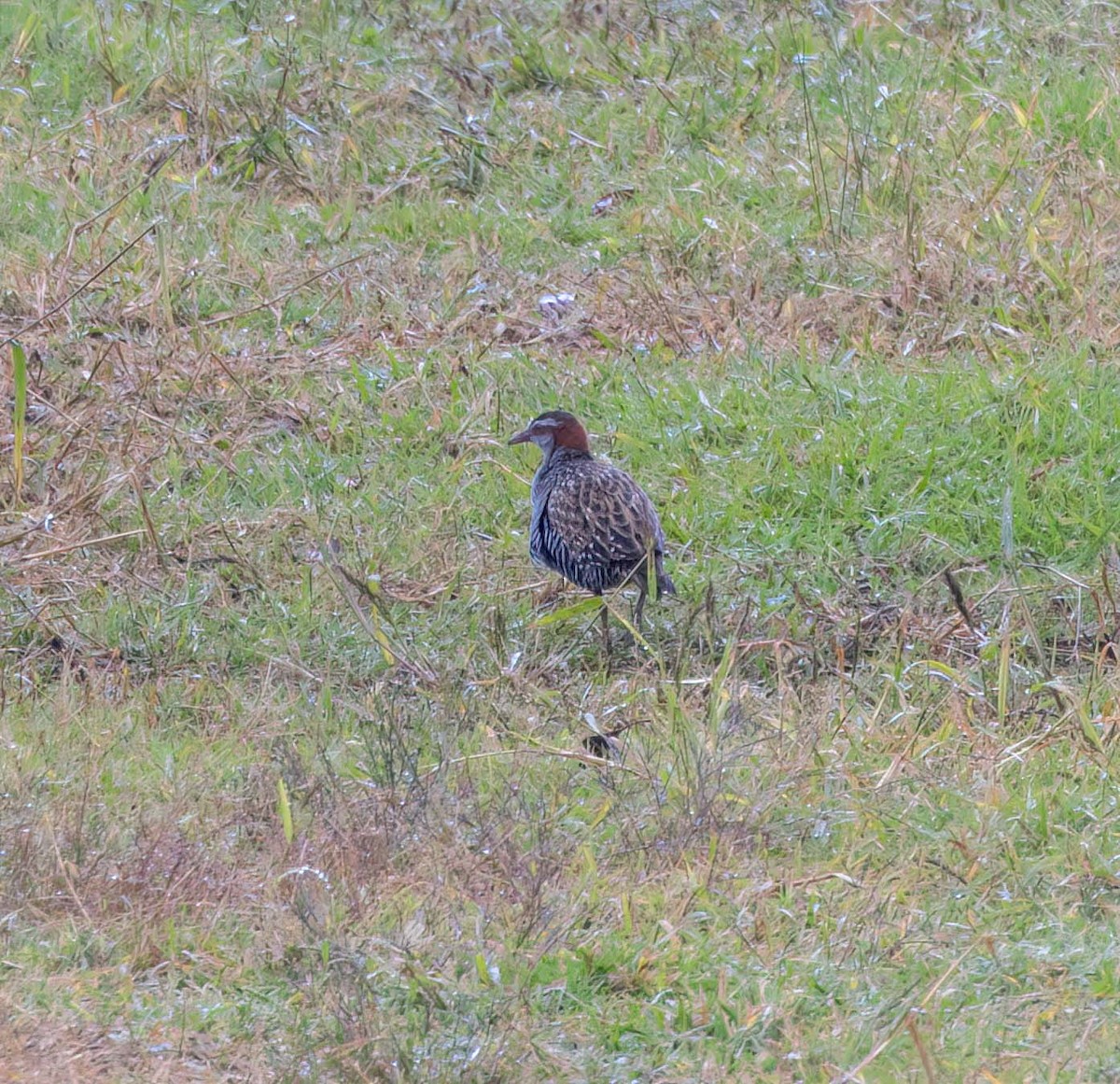 Buff-banded Rail - ML641707550