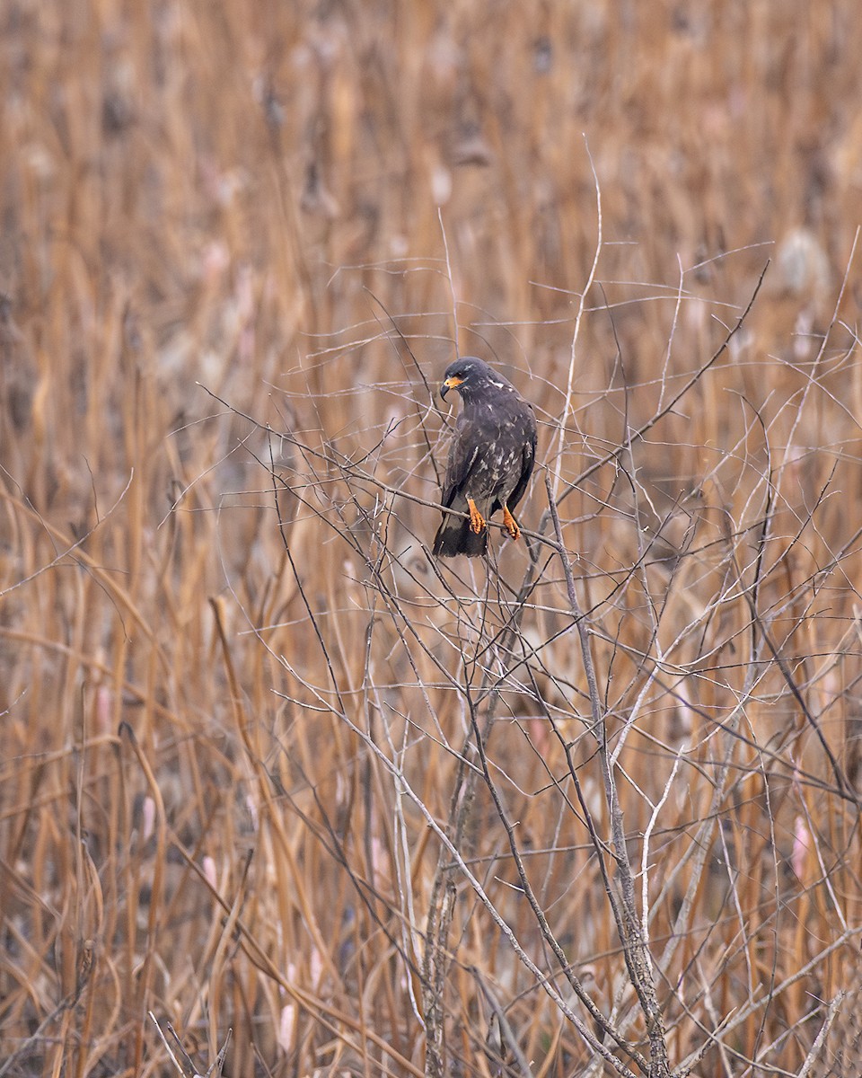 Snail Kite - ML641707582