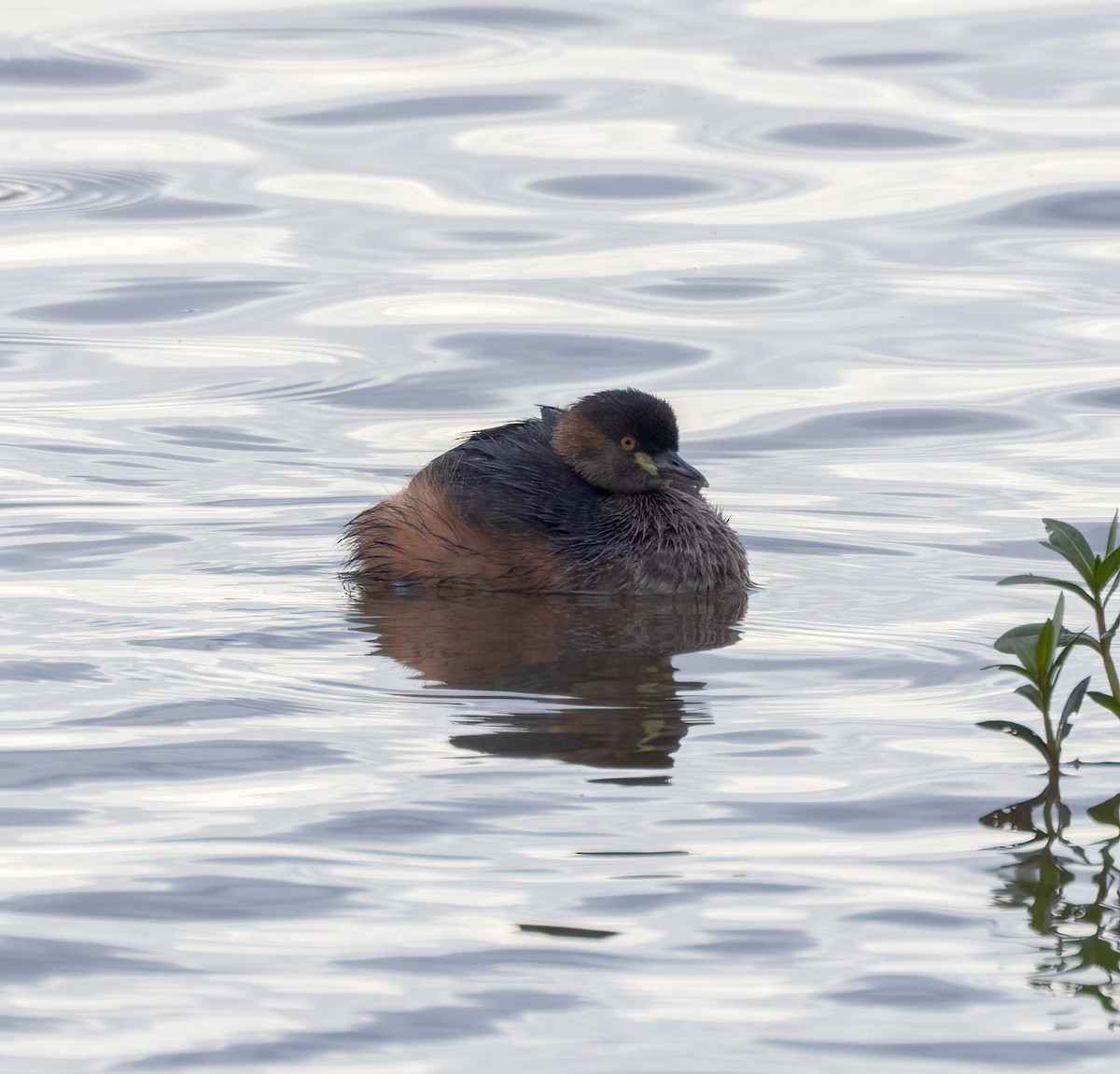 Australasian Grebe - ML641707584