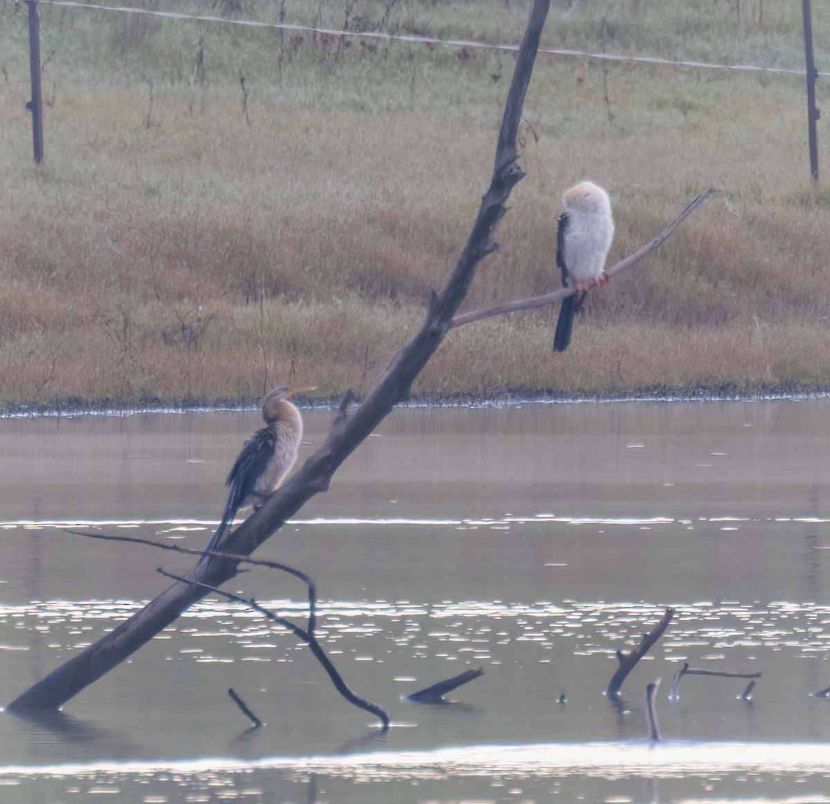 Anhinga australiarra - ML641707612