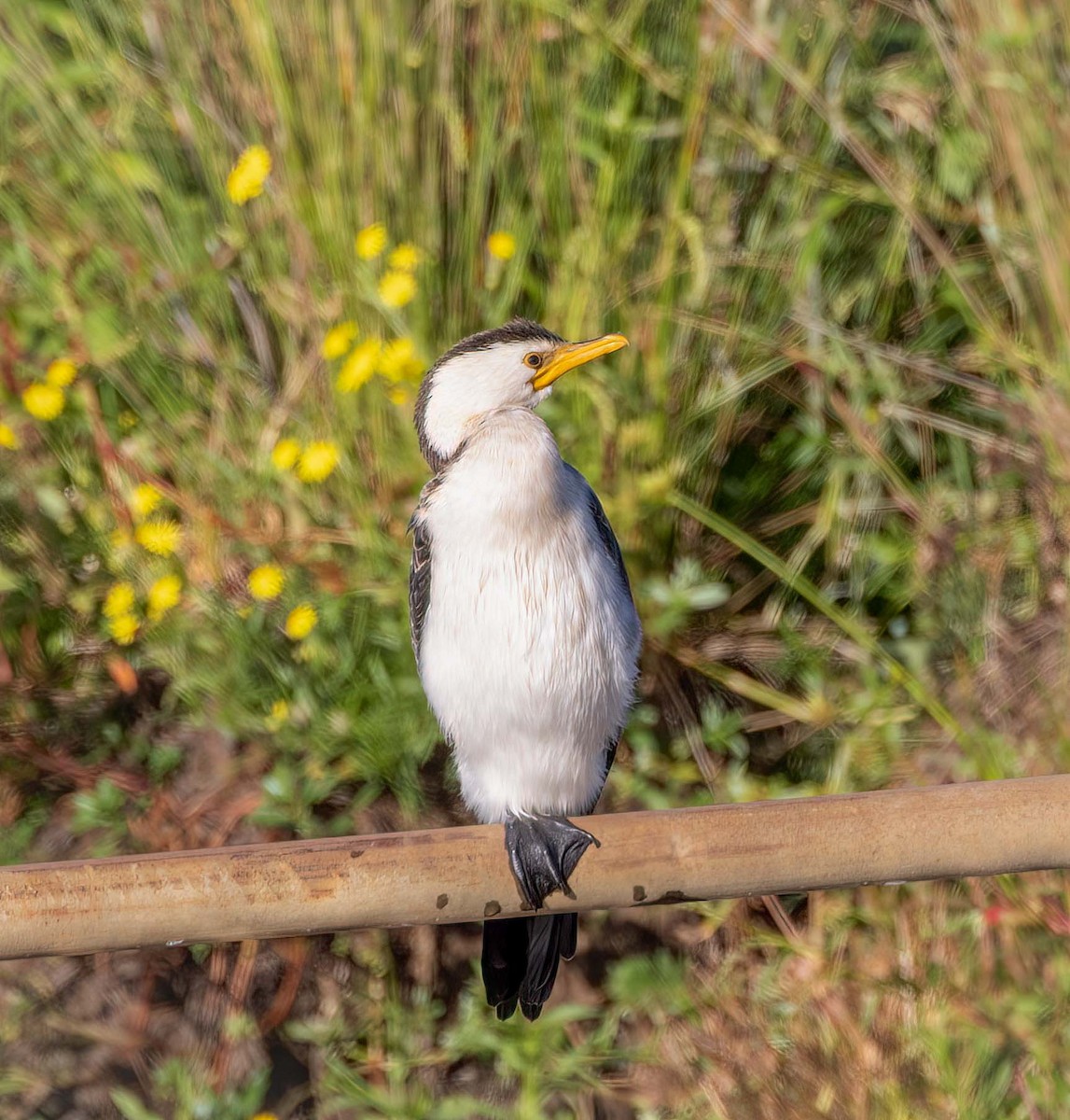 Little Pied Cormorant - ML641707637