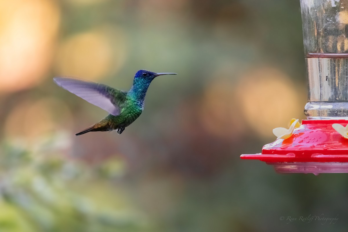Golden-tailed Sapphire - ML641707640