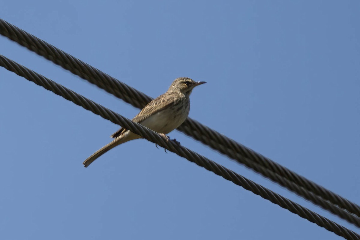 פפיון הרים - ML641707661
