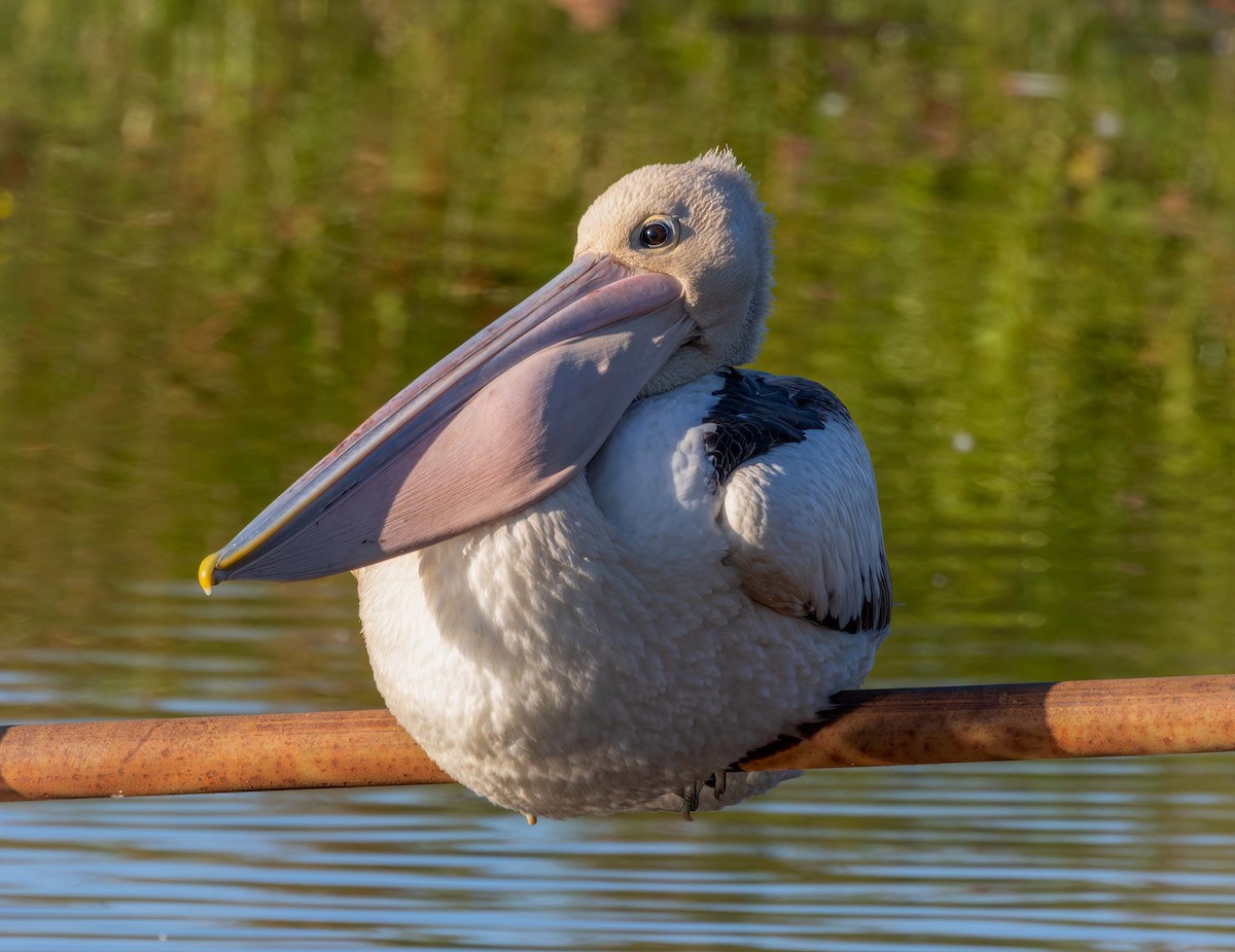 Australian Pelican - ML641707670