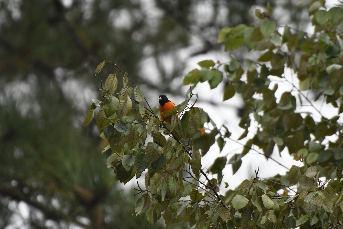Baltimore Oriole - ML641707685