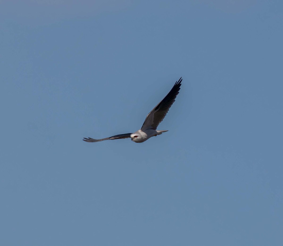 Black-shouldered Kite - ML641707686