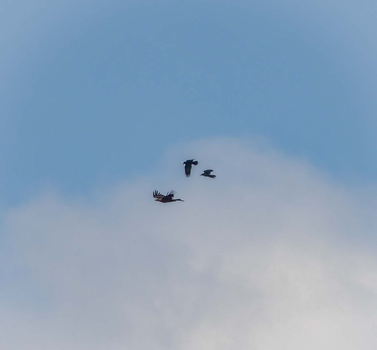 Wedge-tailed Eagle - ML641707695