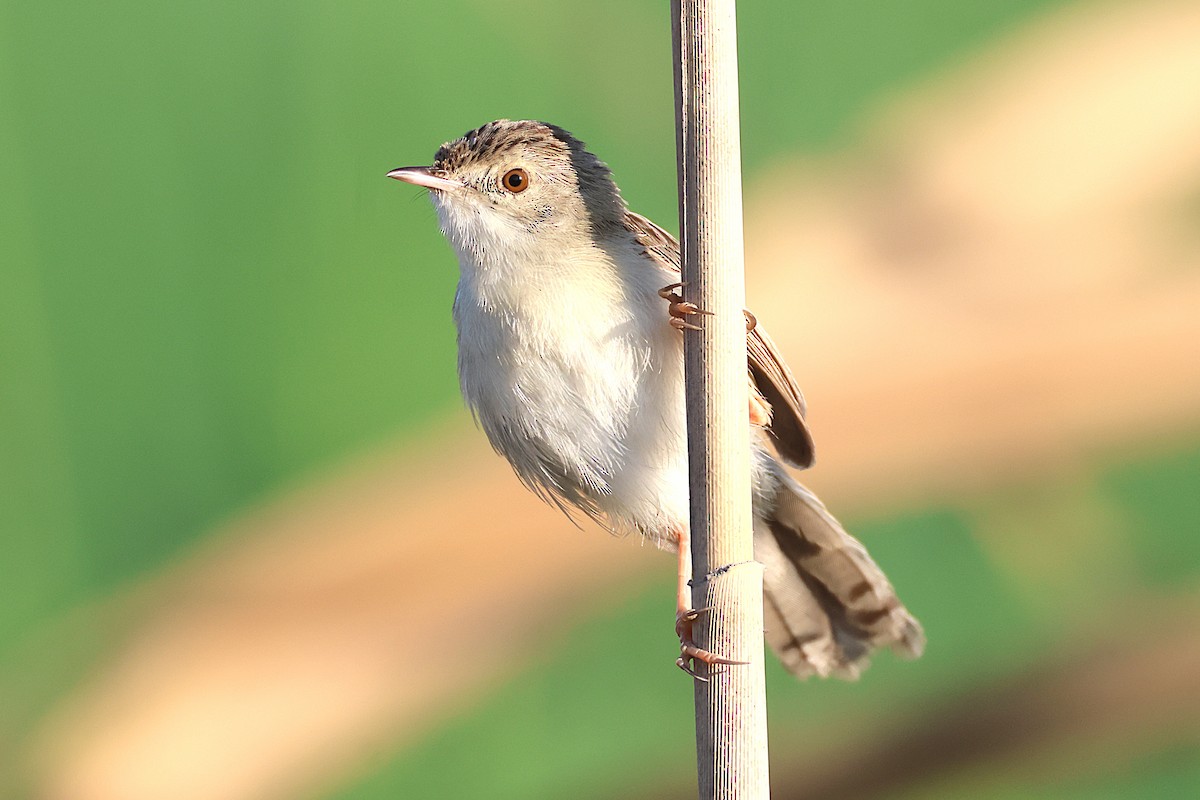 Delicate Prinia - ML641707699