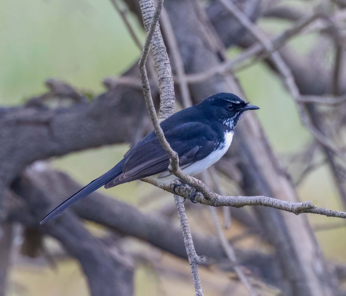Willie-wagtail - ML641707701