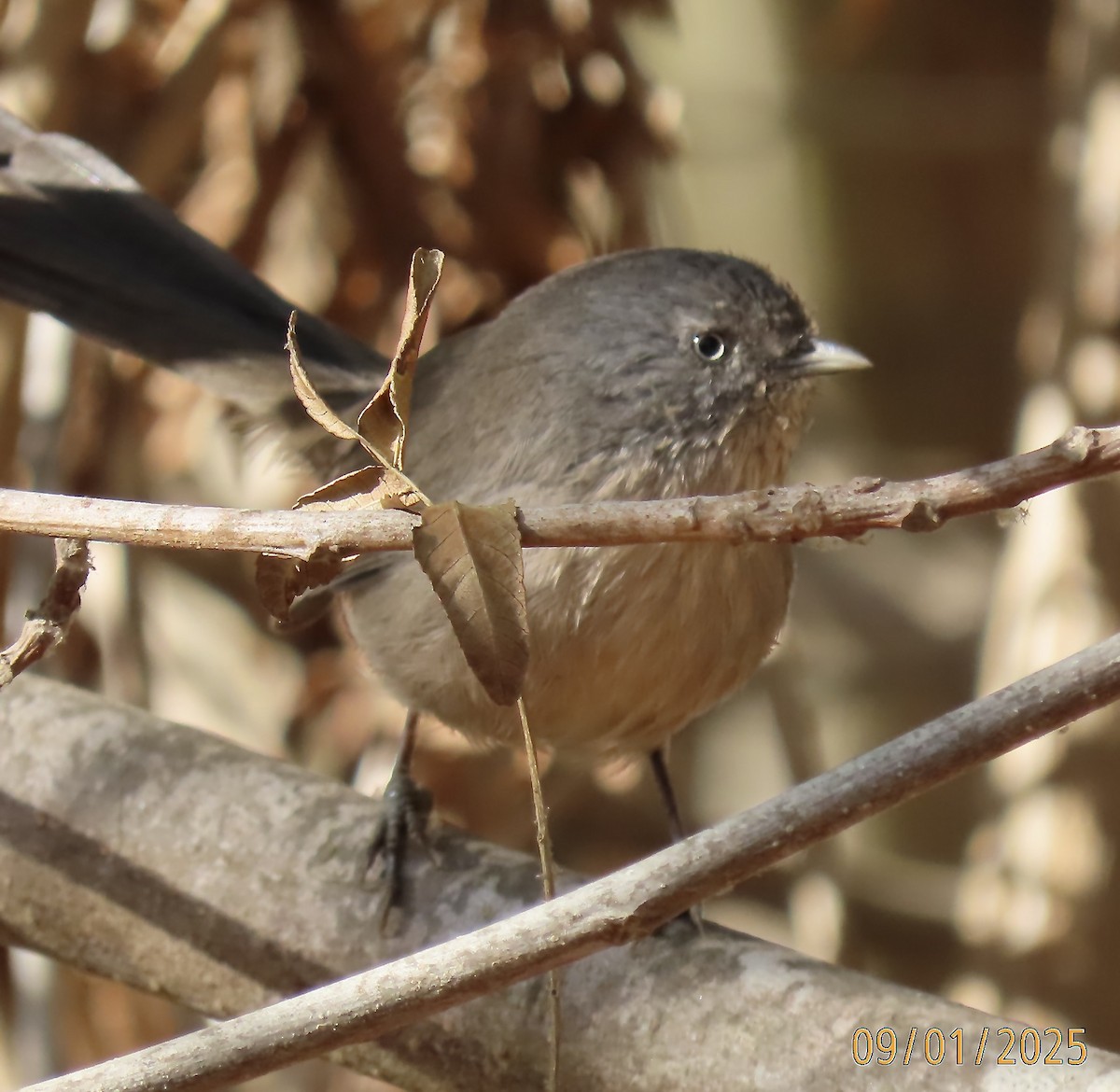 Wrentit - ML641707704