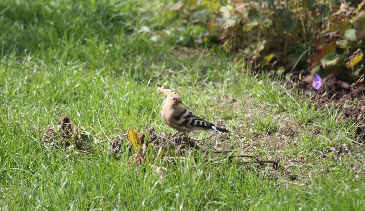 Eurasian Hoopoe - ML641707709