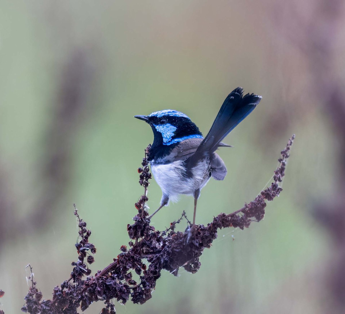 Superb Fairywren - ML641707714