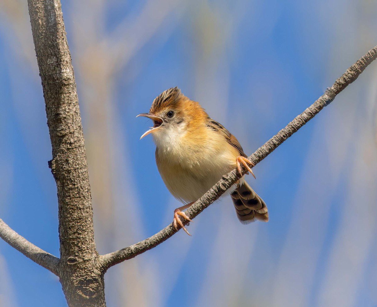 Golden-headed Cisticola - ML641707742
